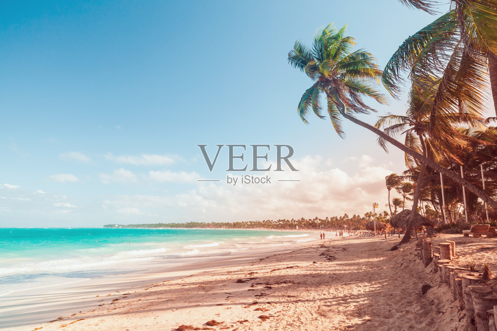 沙滩上的棕榈树,色调照片摄影图片