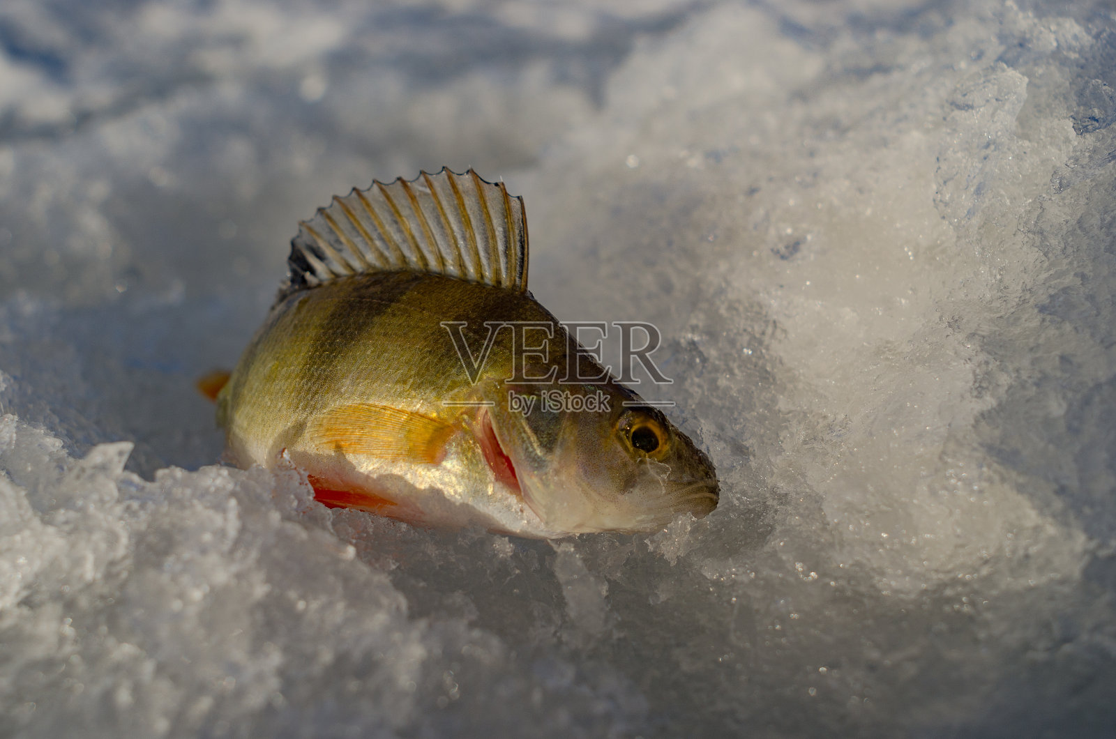 春天冰上钓鱼照片摄影图片