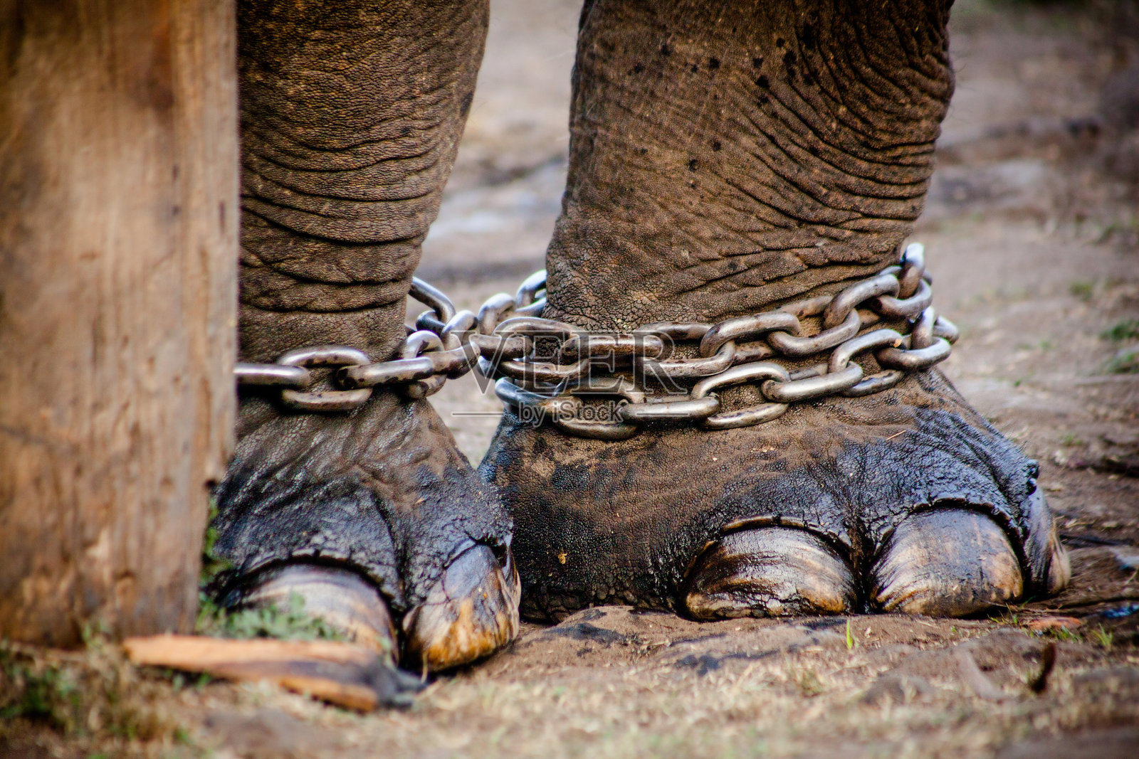 大象的脚照片摄影图片