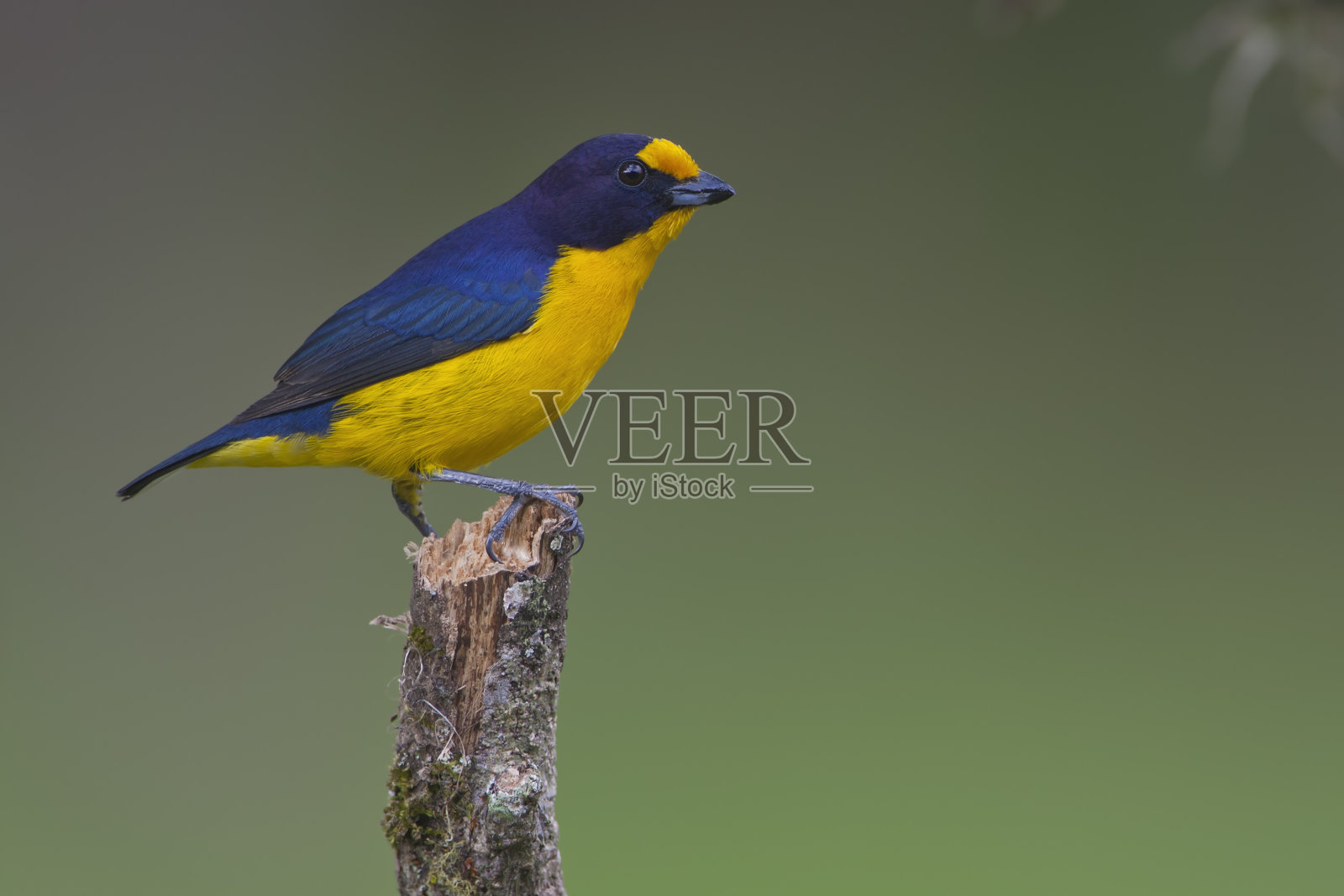 紫科大戟(大戟堇菜)雄性在分枝上,伊坦海姆,巴西照片摄影图片