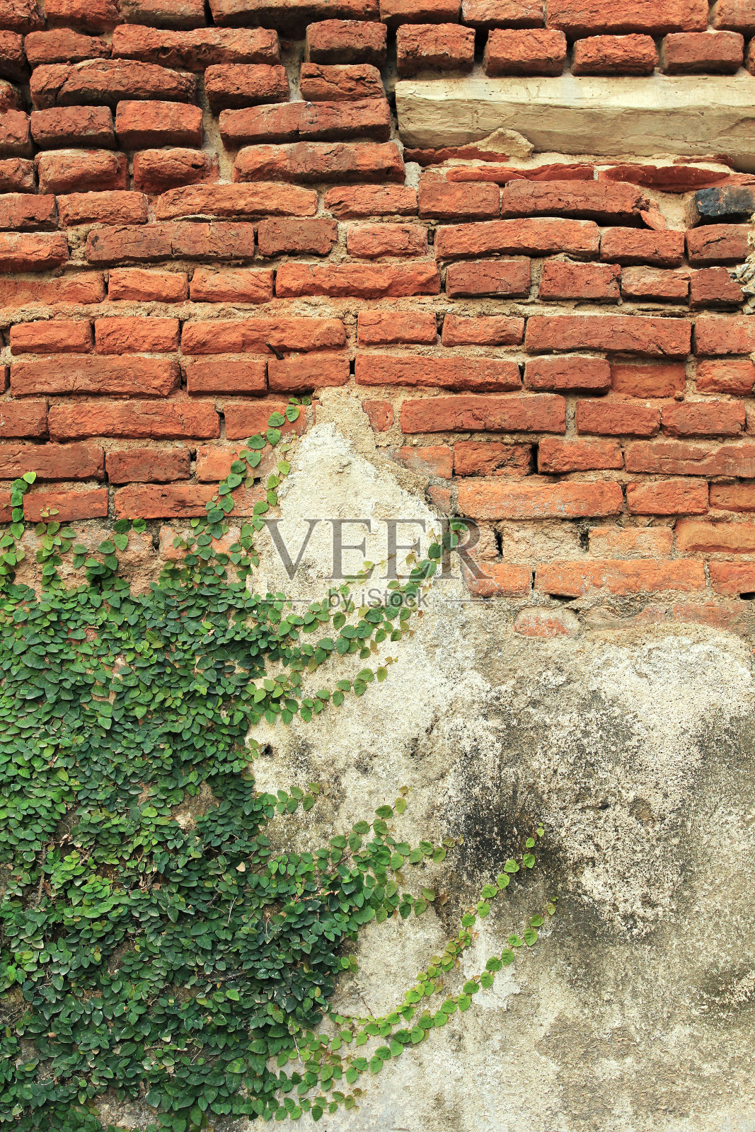 砖墙上的绿色常春藤叶照片摄影图片