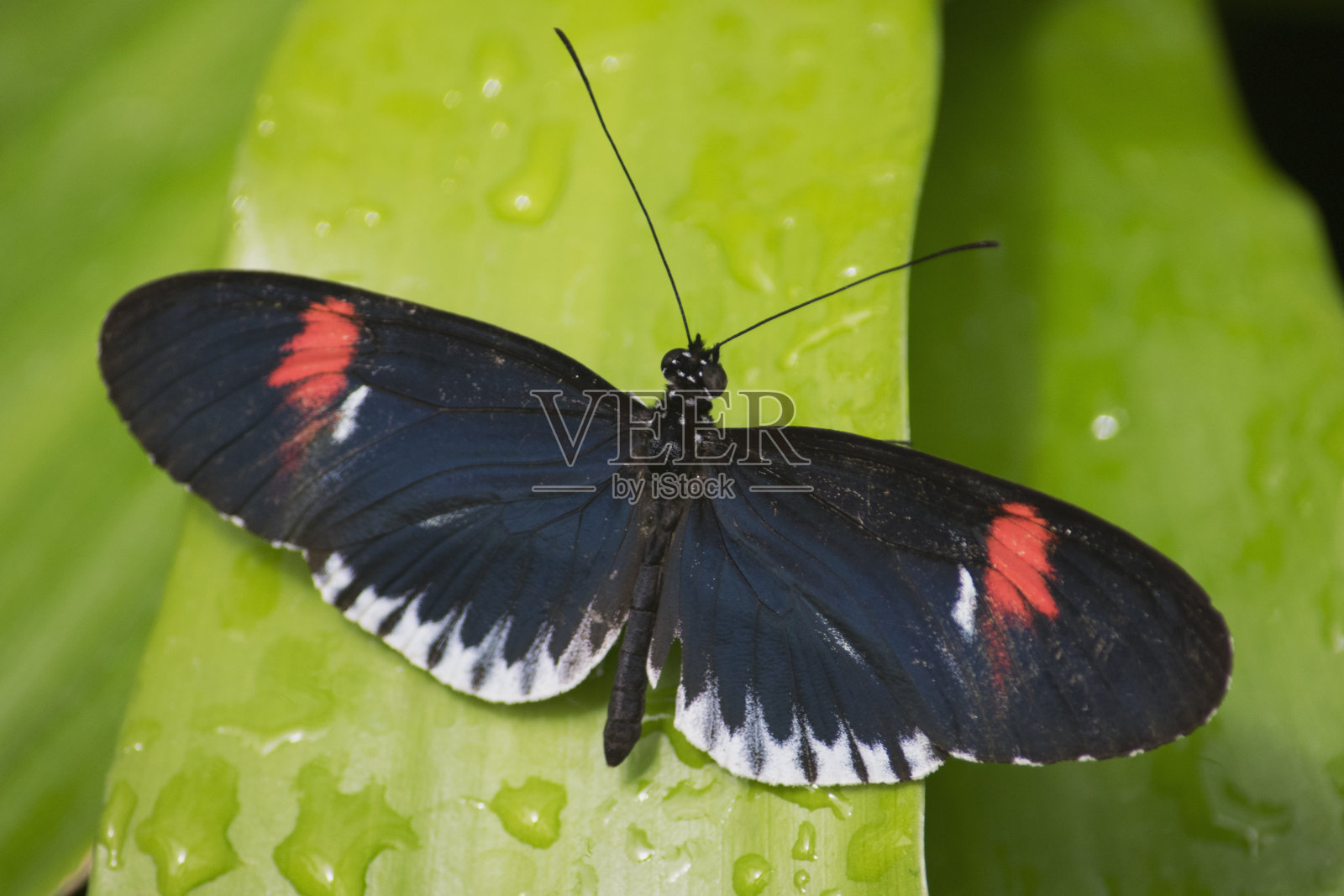 蝴蝶2016 - 52照片摄影图片