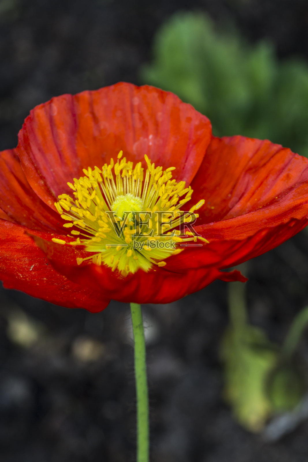 罂粟花的特写照片摄影图片