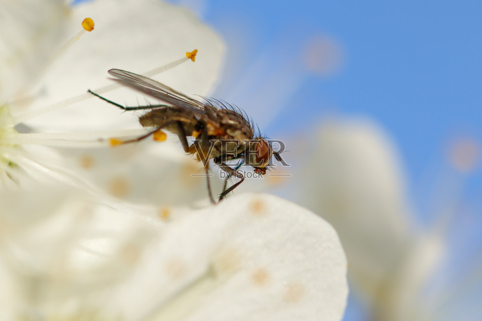 苍蝇坐在一朵白花上照片摄影图片