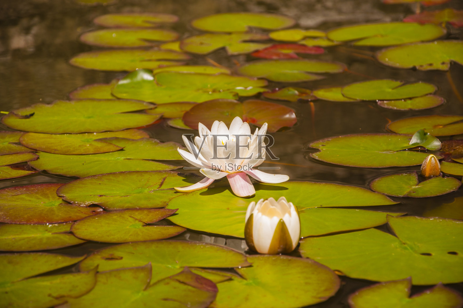 睡莲(欧洲白睡莲,白莲,水仙花)照片摄影图片
