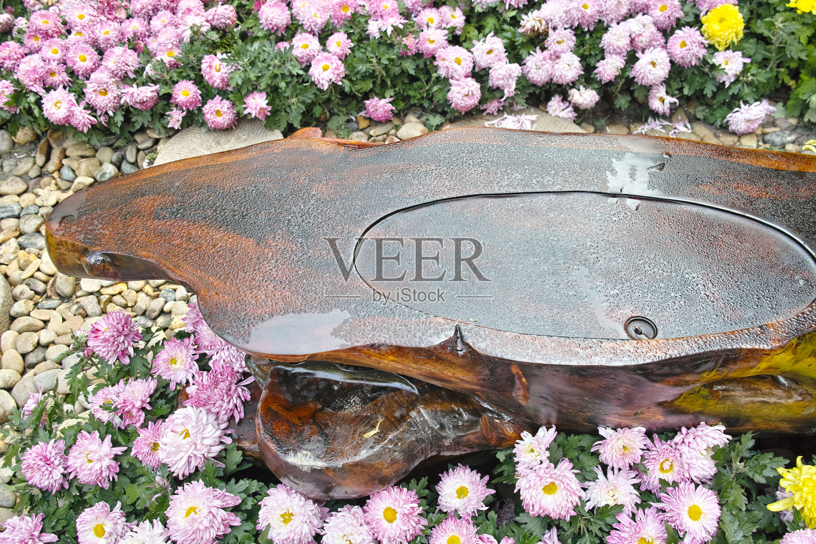 花园里美丽的菊花照片摄影图片