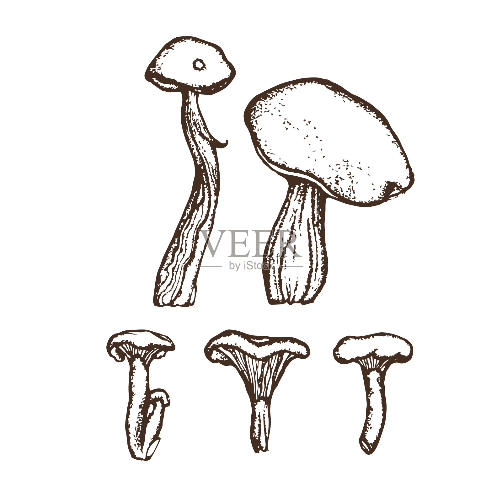 野生蘑菇。插画图片素材