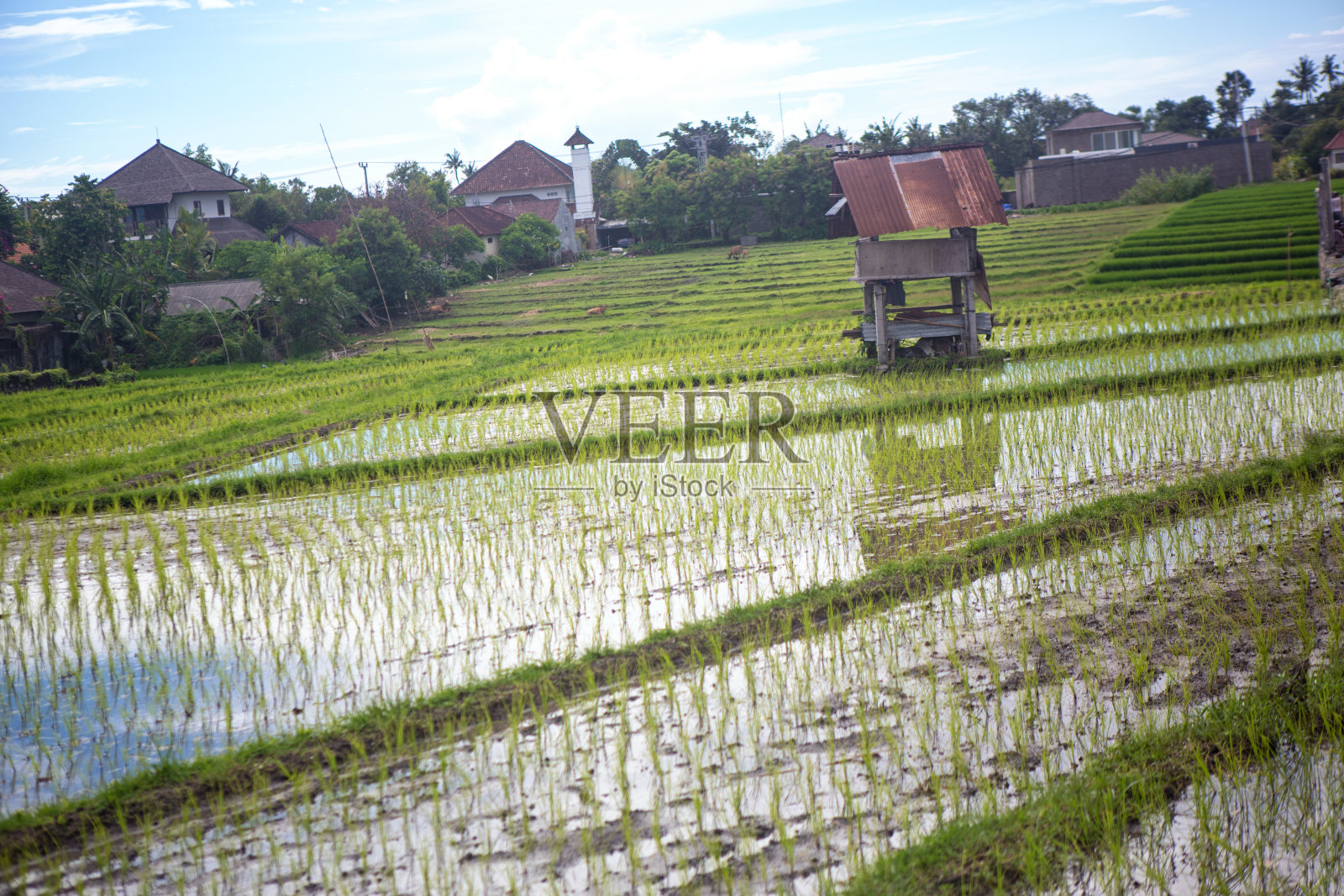 山上有一片绿色的稻田照片摄影图片