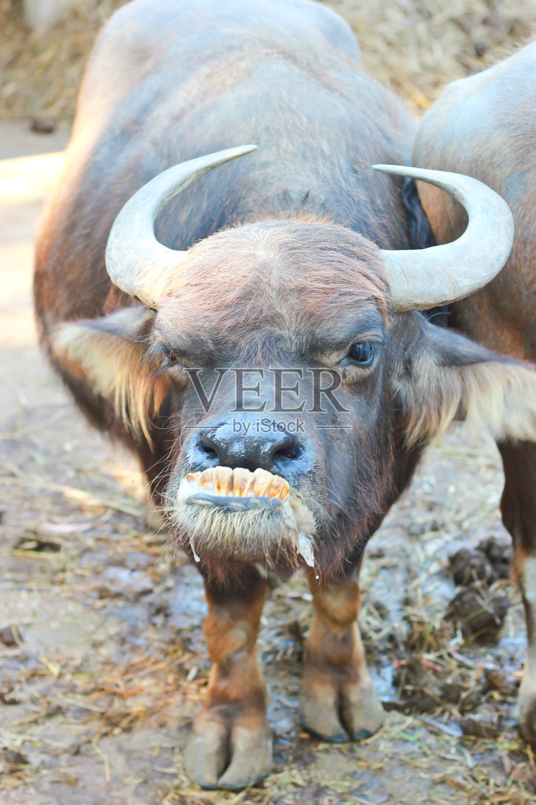 布法罗的微笑照片摄影图片