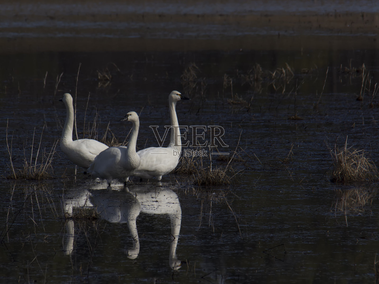 冻原上的三只天鹅照片摄影图片