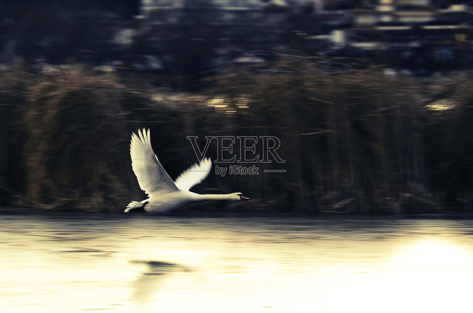 天鹅飞行!照片摄影图片