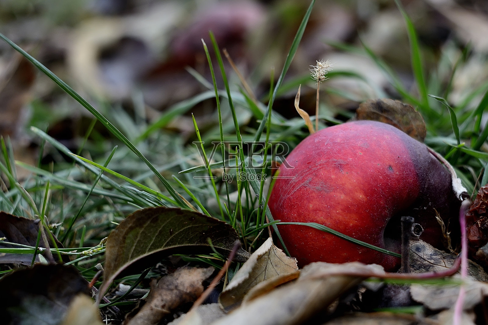 草里的烂苹果照片摄影图片