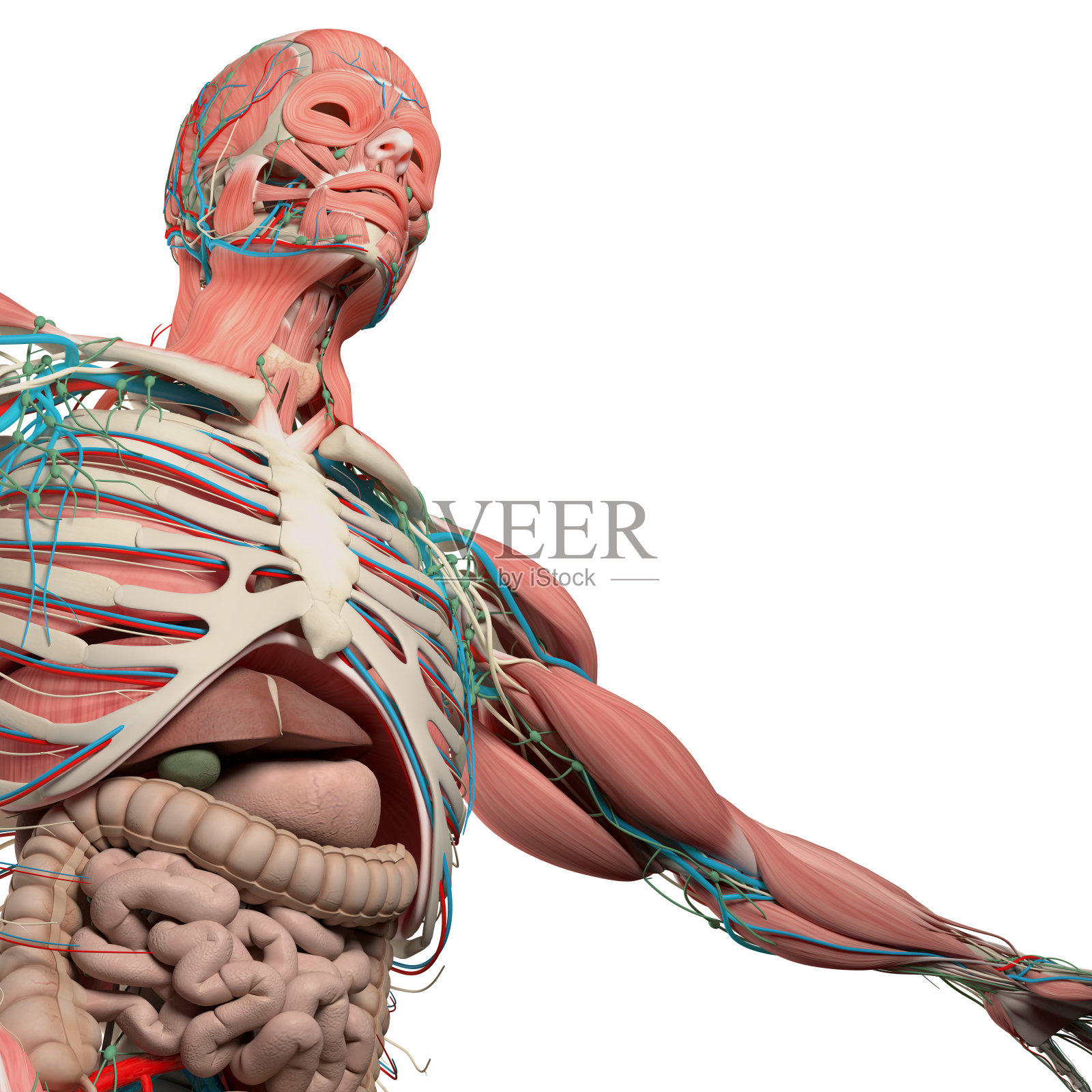 人体解剖学胸部,躯干,肌肉,肠道。低角度,白色背景。照片摄影图片