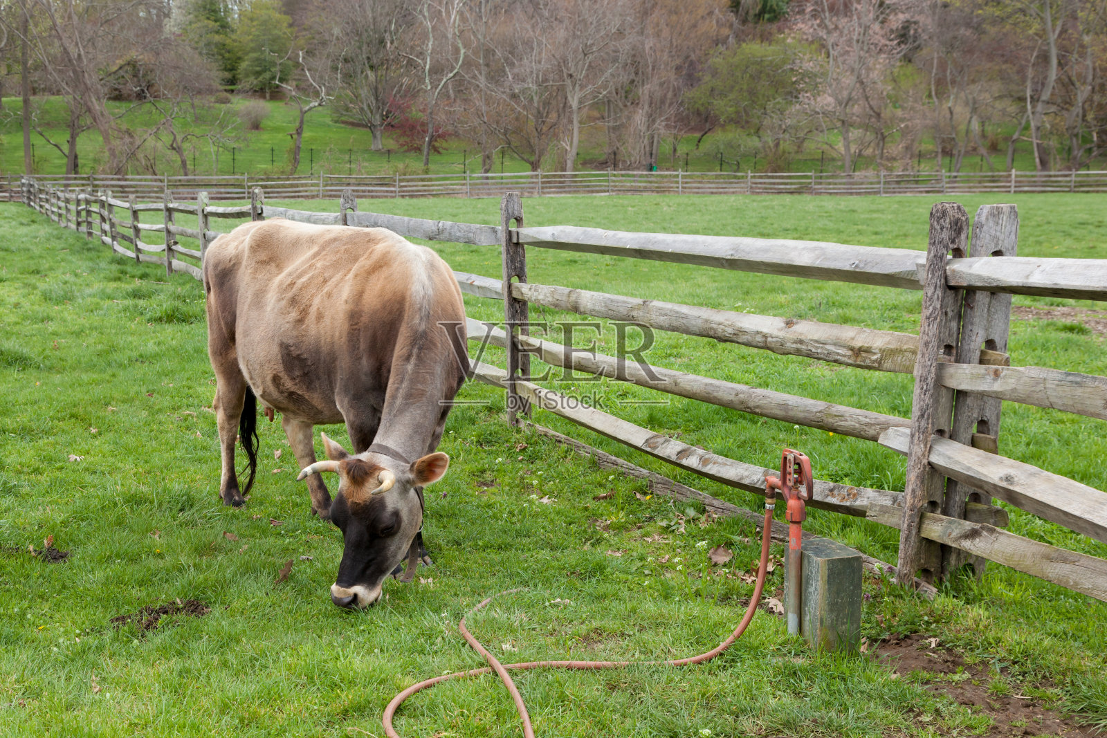 奶牛在农家院里吃草照片摄影图片