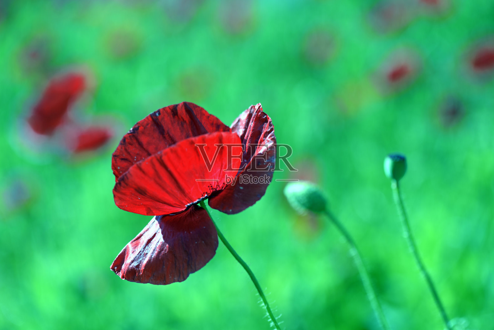 东方罂粟或罂粟照片摄影图片