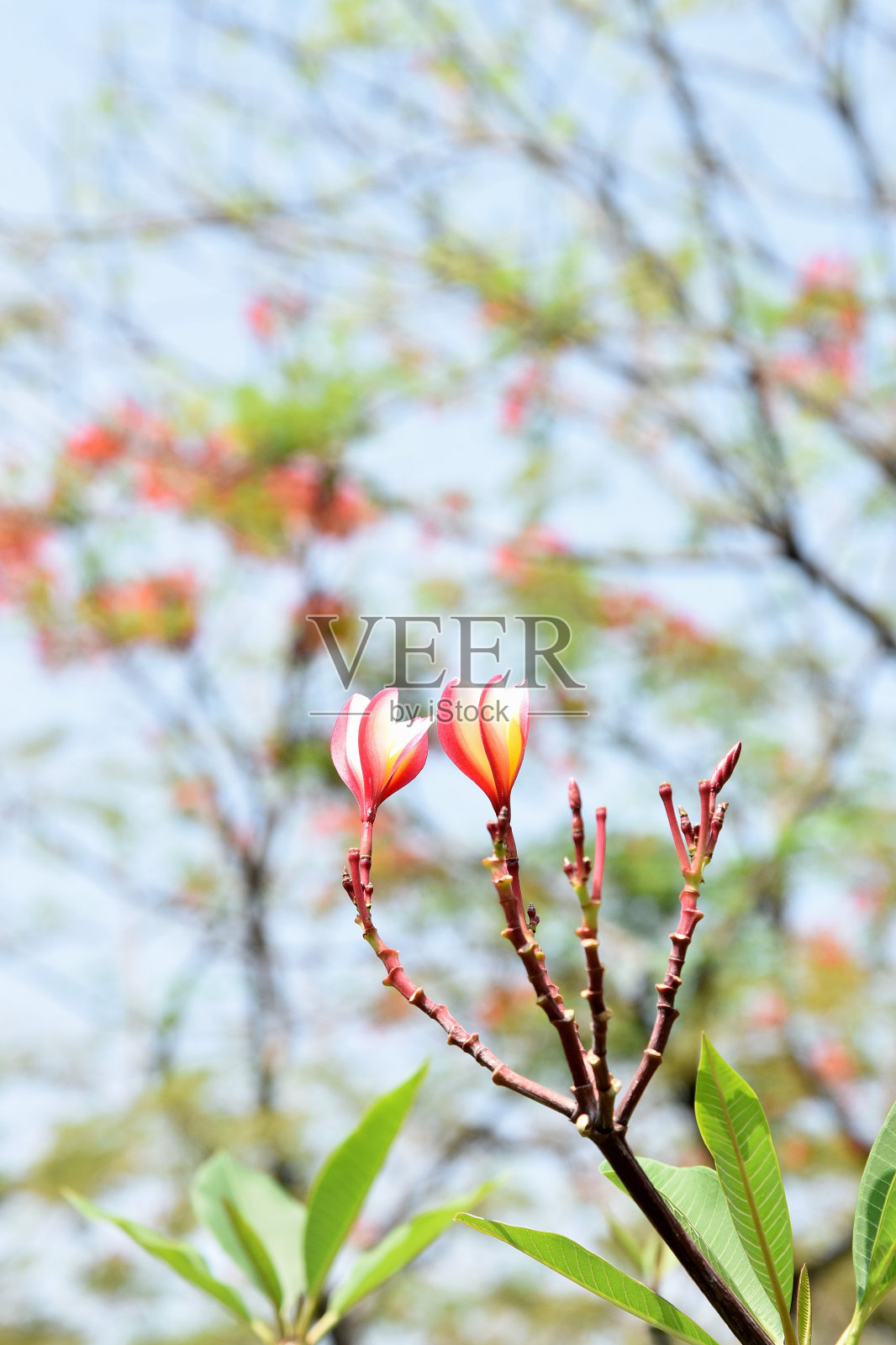 粉红色开花植物特写镜头照片摄影图片