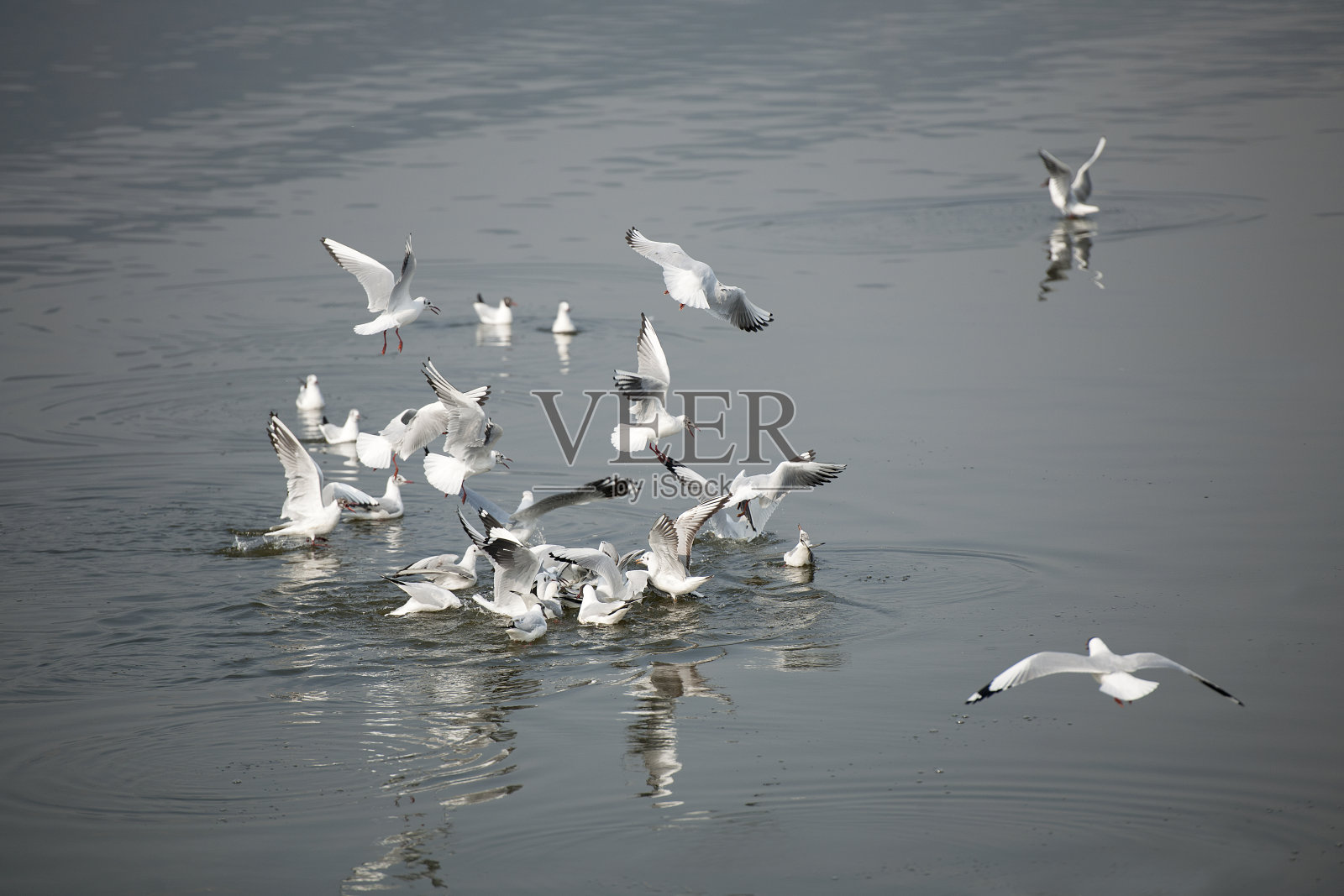 动物照片摄影图片