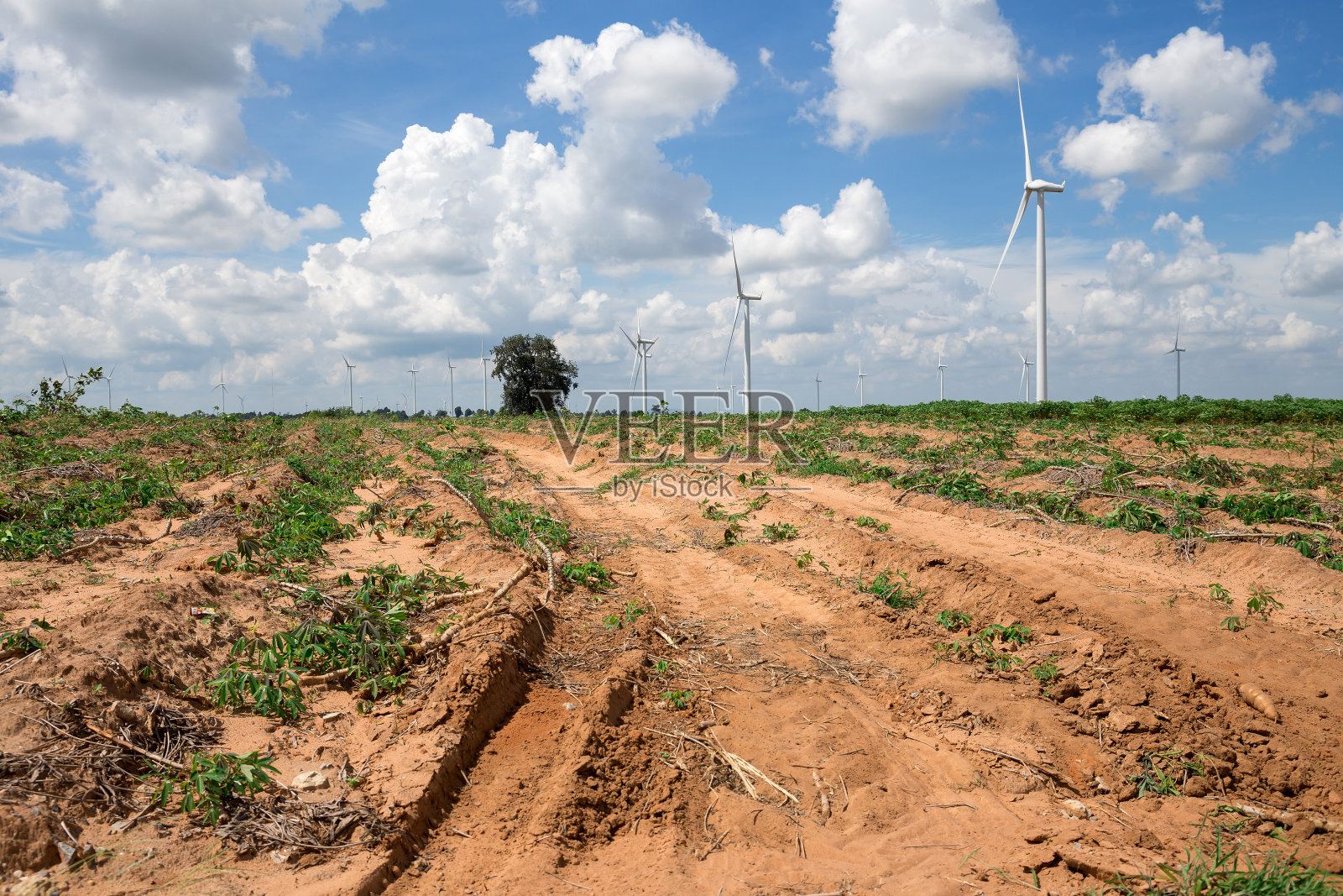 风力涡轮机替代能源背景天空木薯照片摄影图片