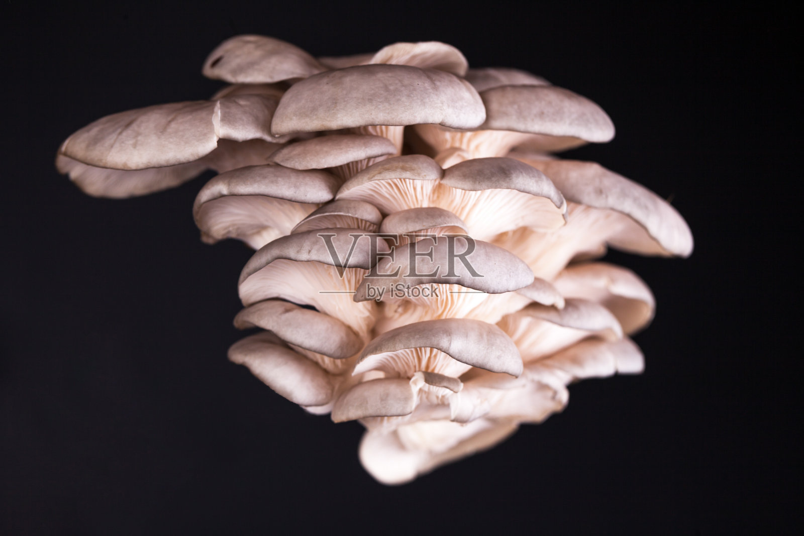 平菇工作室拍摄照片摄影图片