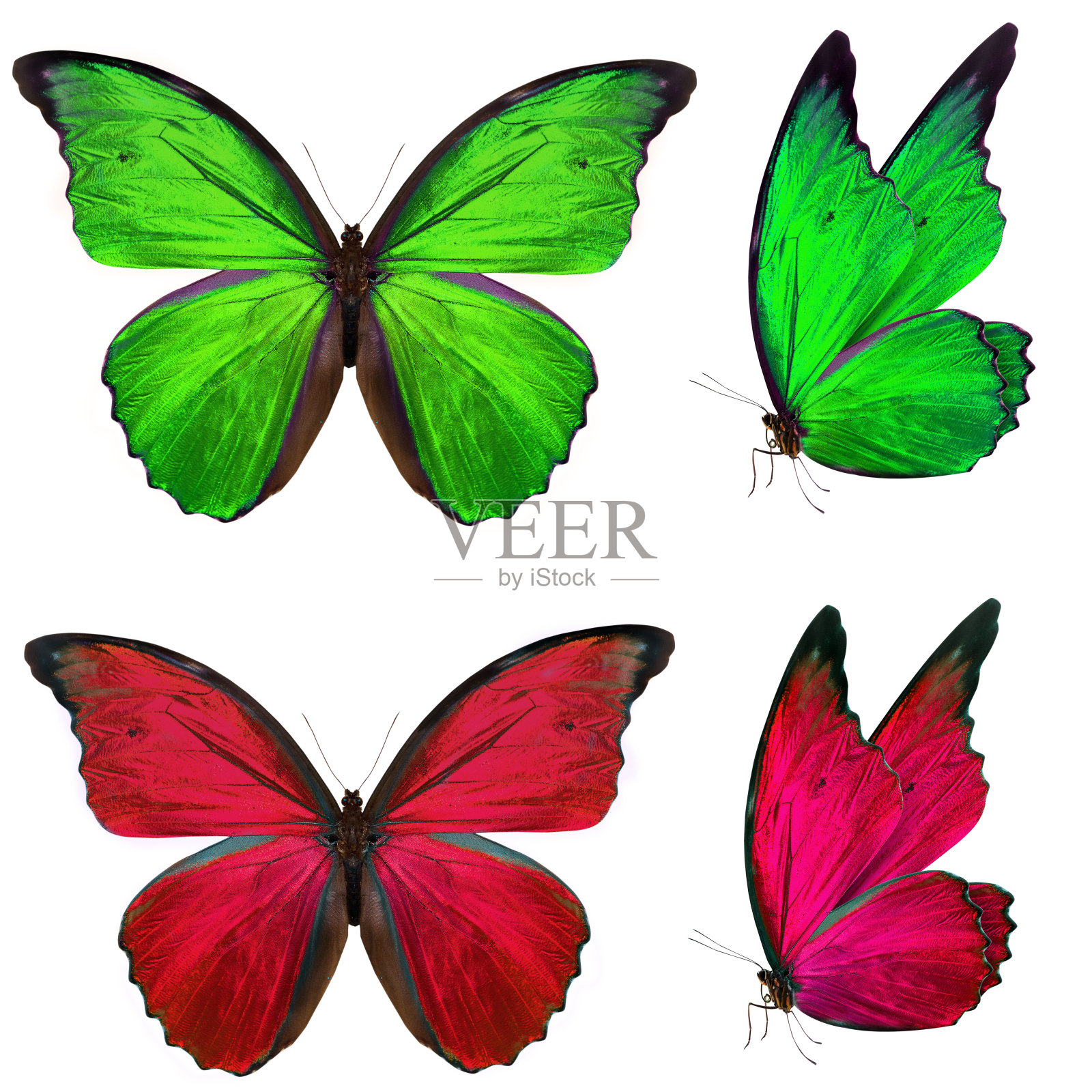 美丽的蝴蝶孤立在白色照片摄影图片