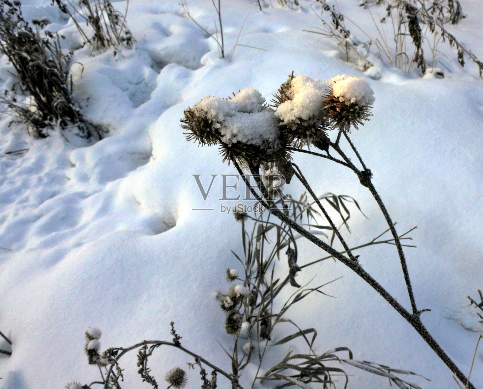 清晨雪地上的蓟的干燥种子照片摄影图片