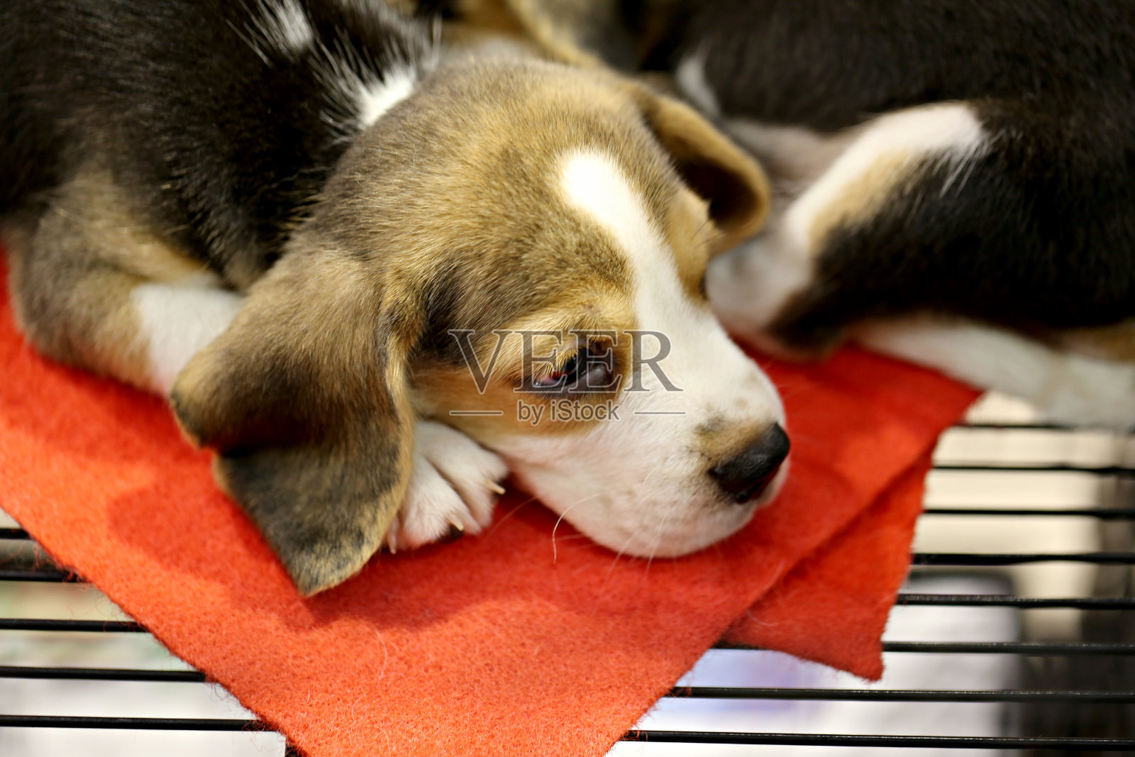 许多小狗在休息。照片摄影图片