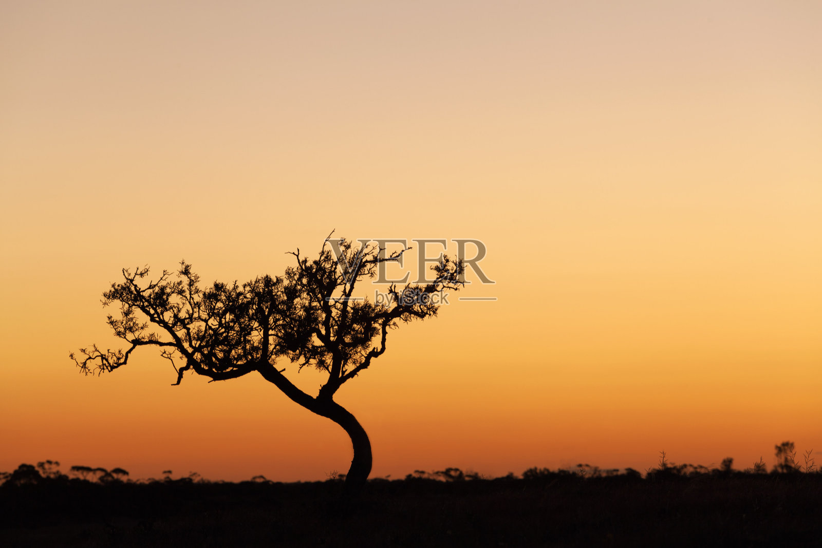 孤独的树剪影,橙色的日落,澳大利亚照片摄影图片