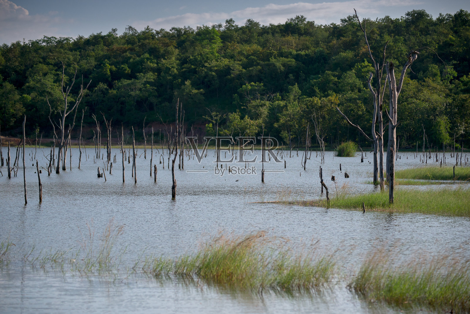 死树湖照片摄影图片