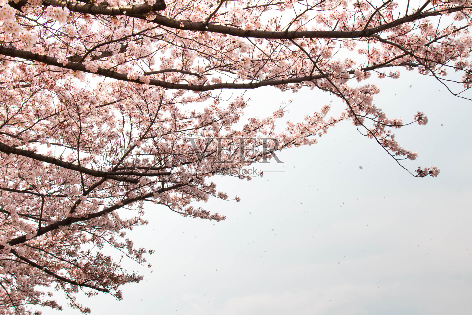 荒川是一棵盛开的樱桃树。照片摄影图片
