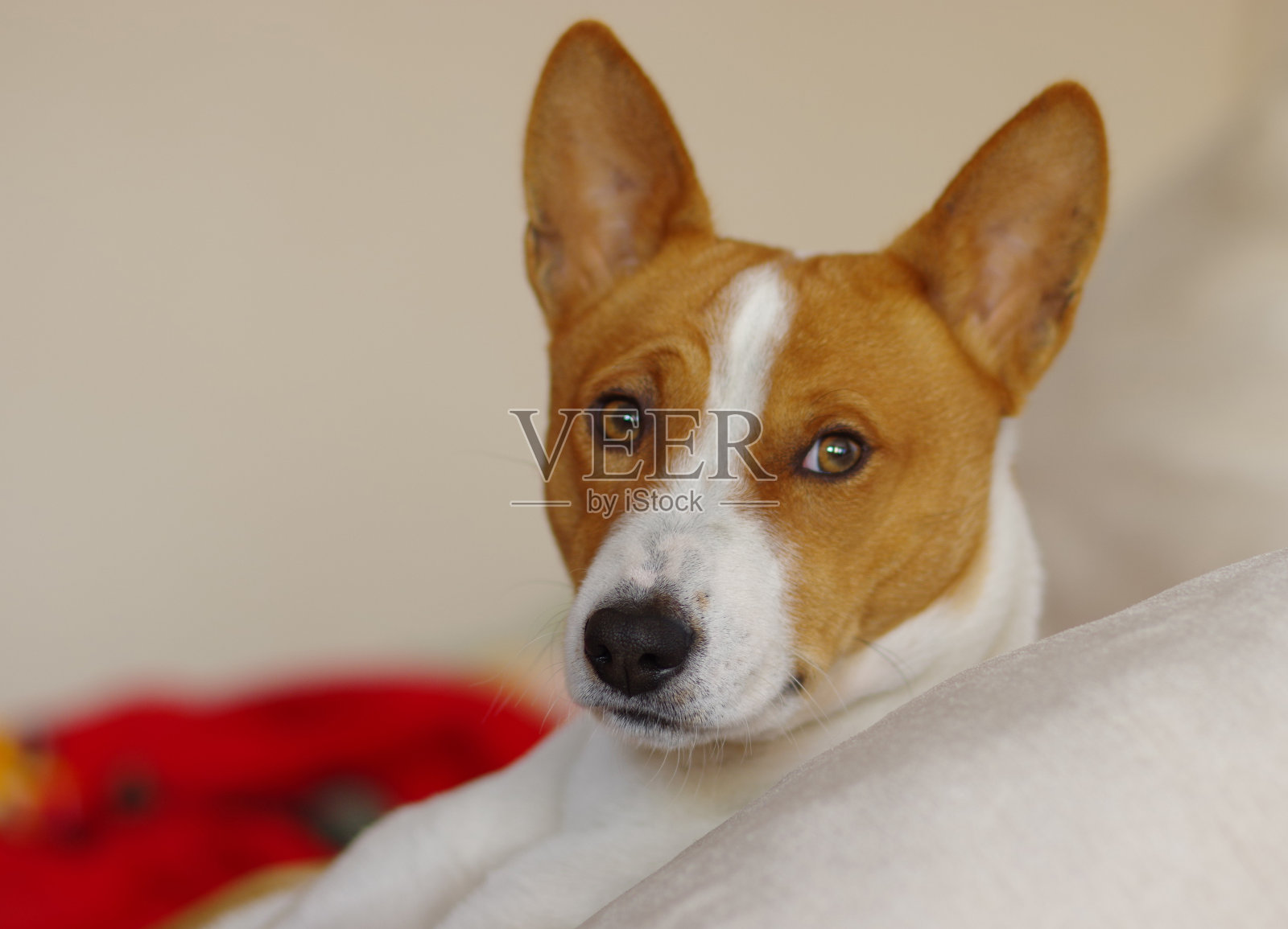 室内皇家巴辛吉犬画像照片摄影图片