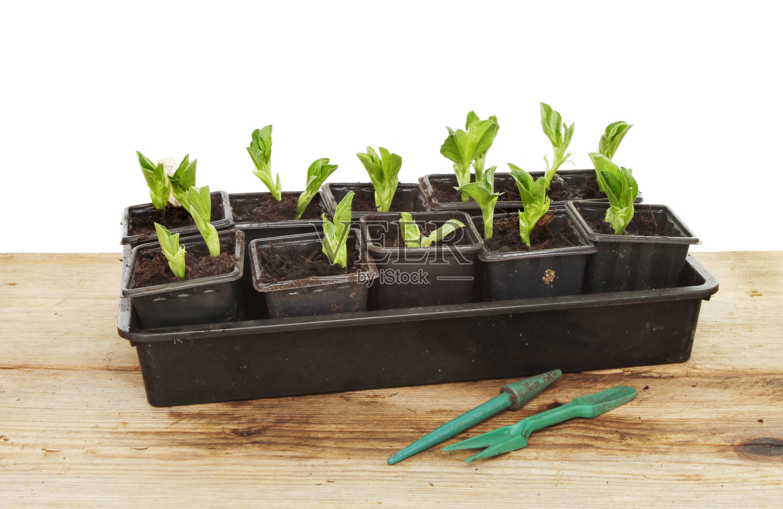 蚕豆幼苗照片摄影图片