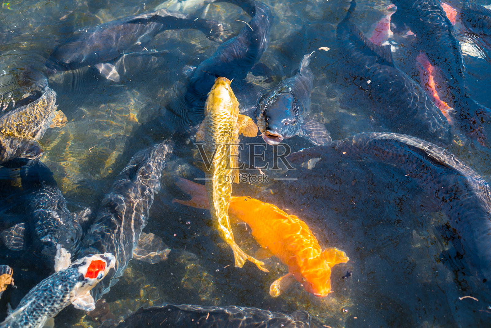 金鲤鱼照片摄影图片