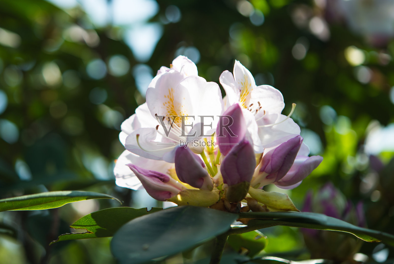 杜鹃照片摄影图片