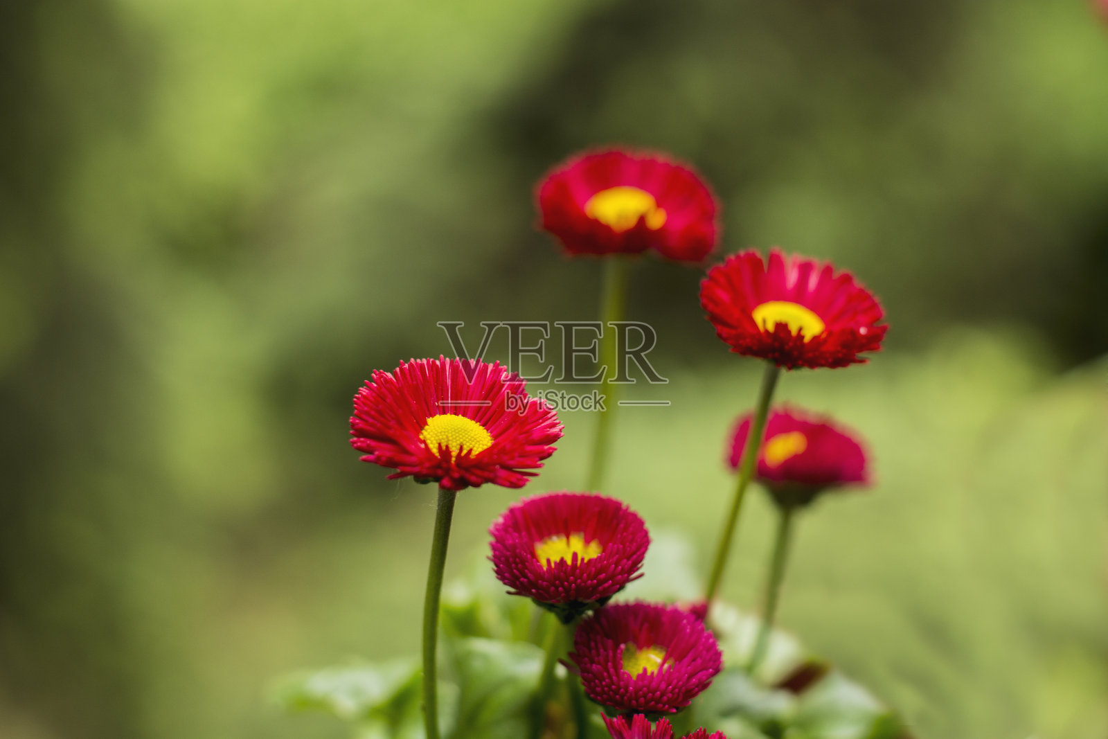 春花与散焦背景照片摄影图片