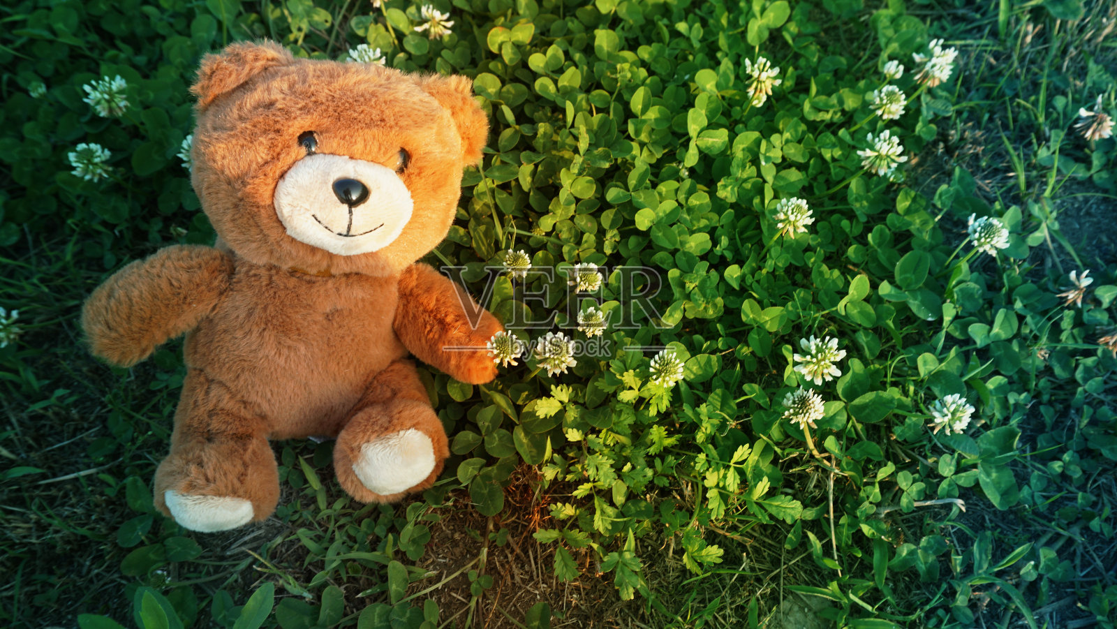 泰迪熊在三叶草上照片摄影图片