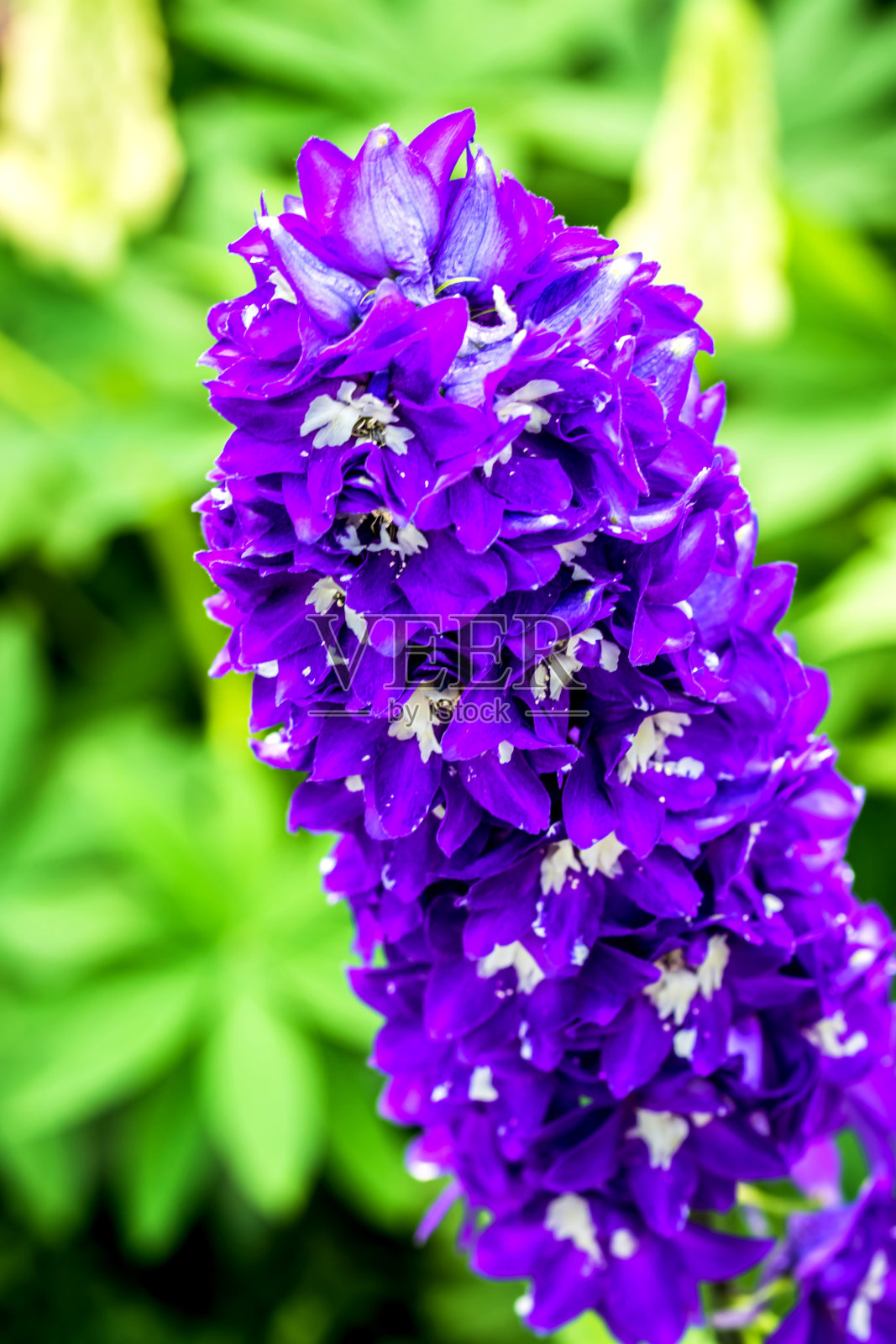 热带花园照片摄影图片