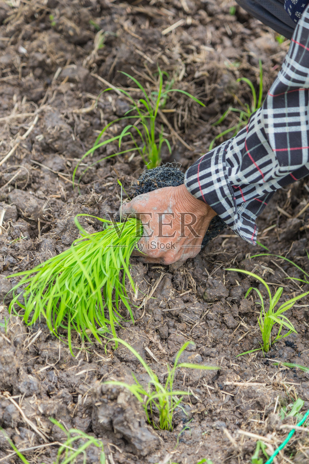 水稻种植照片摄影图片