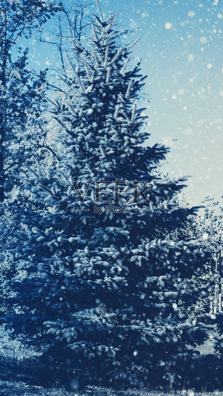 松树和雪,抽象的季节背景照片摄影图片