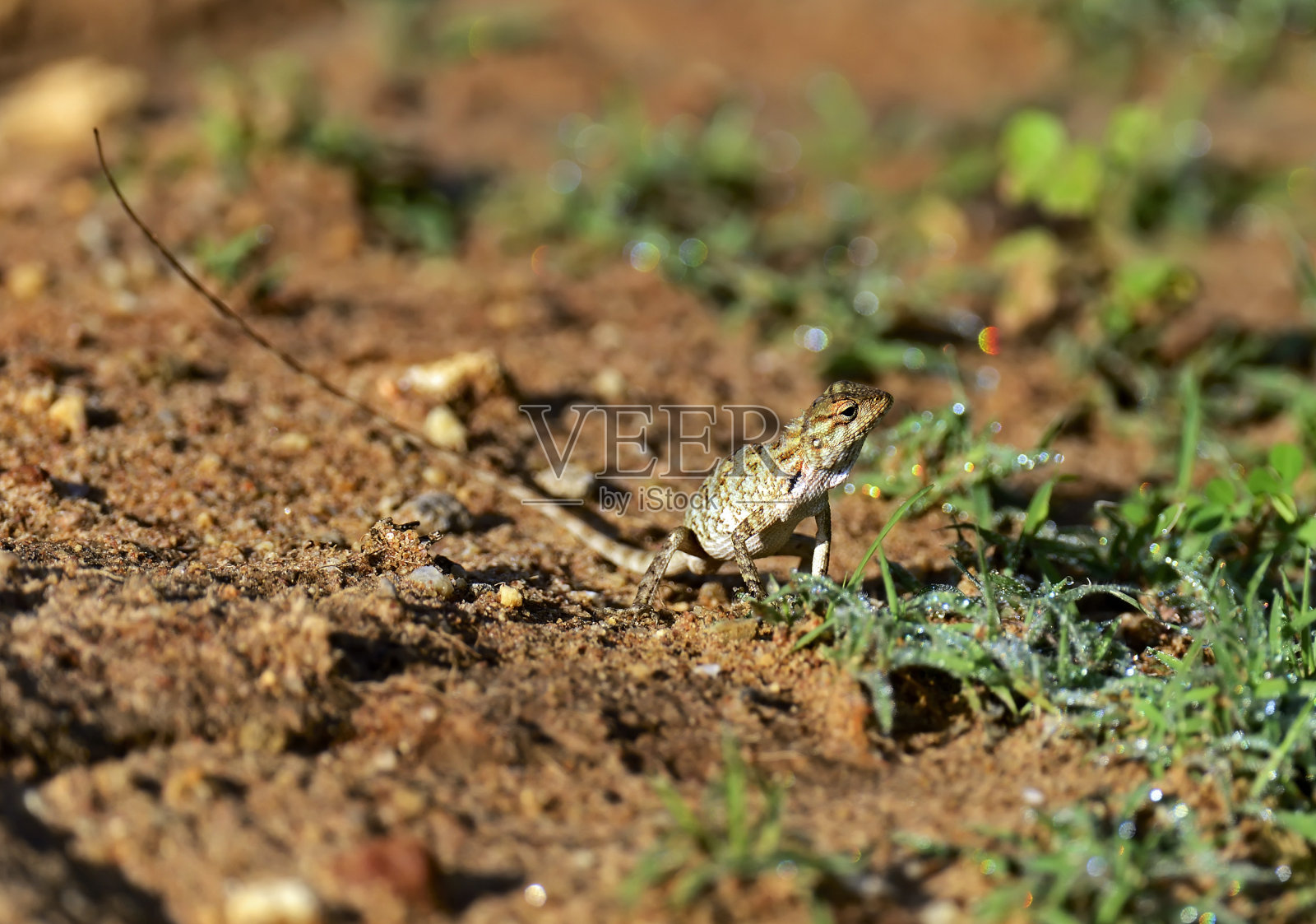 草原上的Homeleon照片摄影图片
