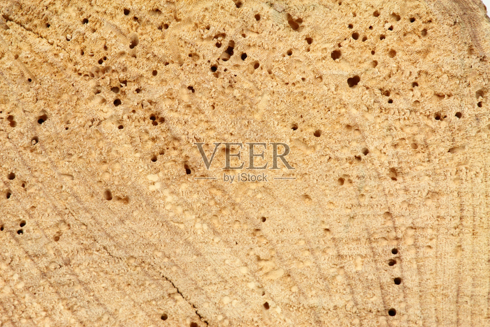 用木蛀虫挖洞砍断老树干照片摄影图片