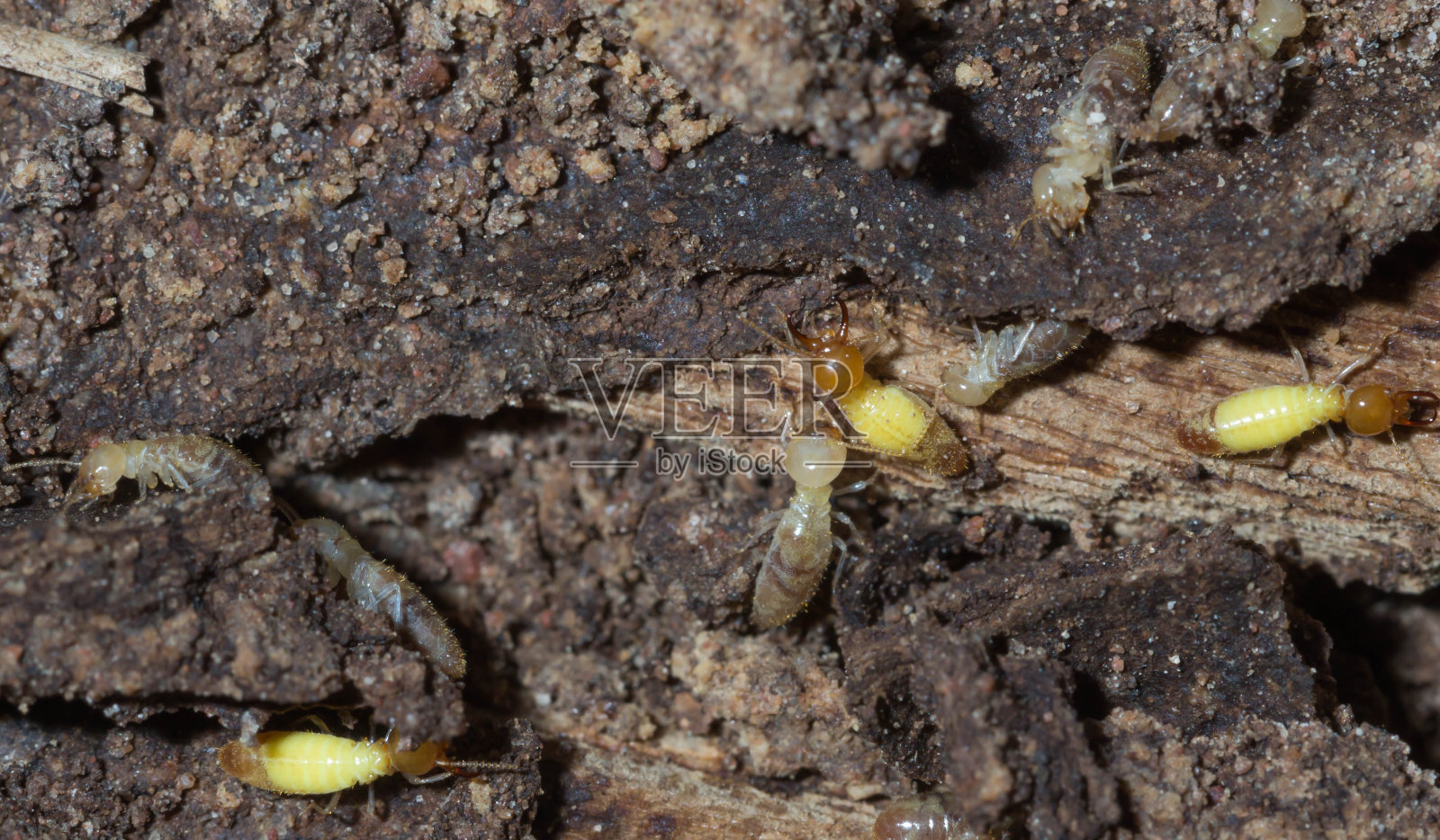 白蚁照片摄影图片