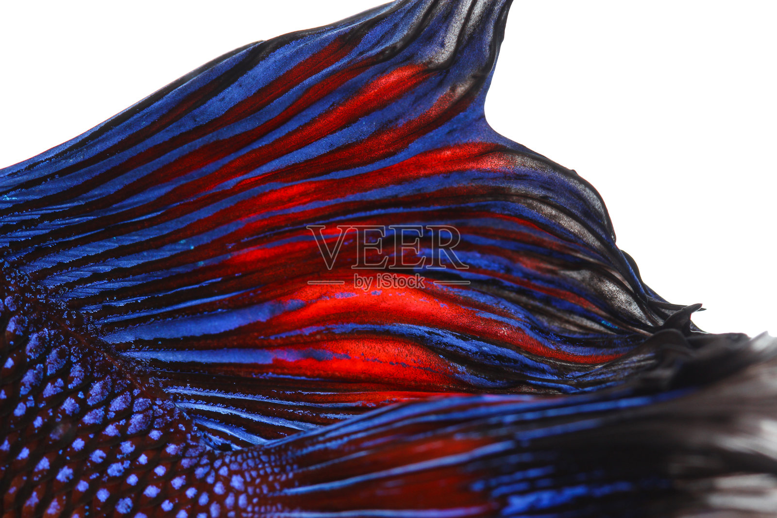 尾巴暹罗斗鱼的质地照片摄影图片