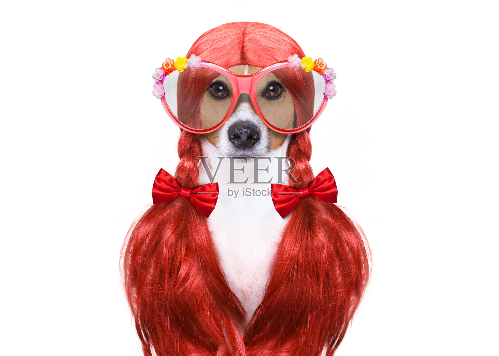 在美发店给狗梳头照片摄影图片