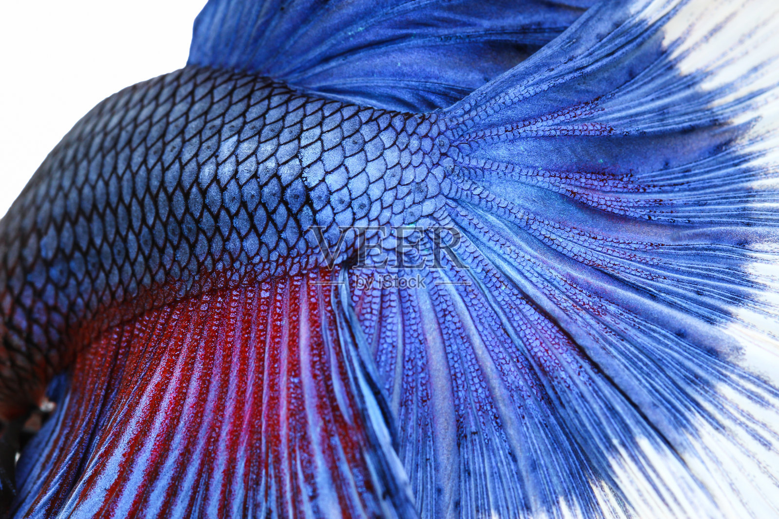 尾巴暹罗斗鱼的质地照片摄影图片