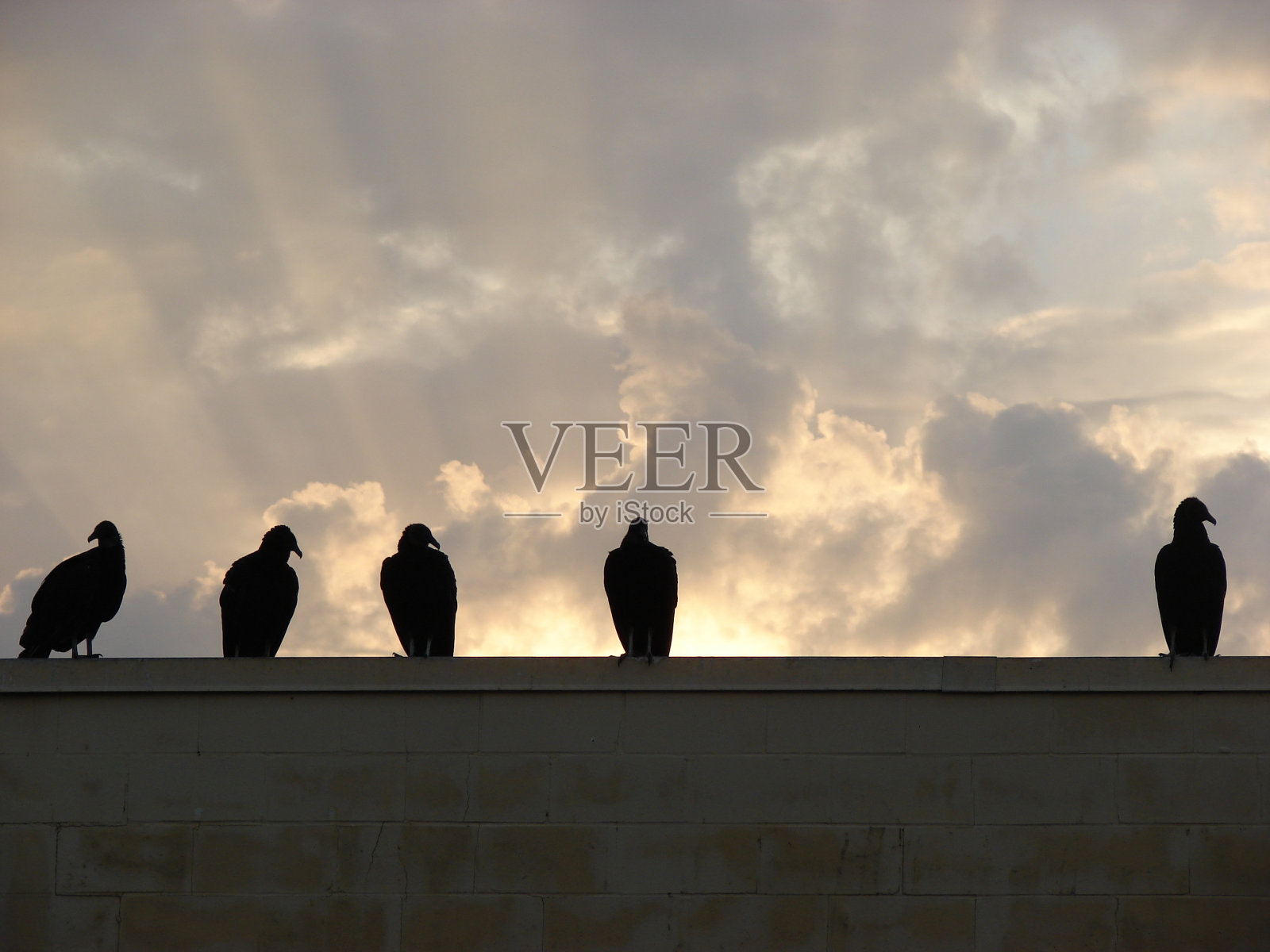 秃鹫日出时照片摄影图片