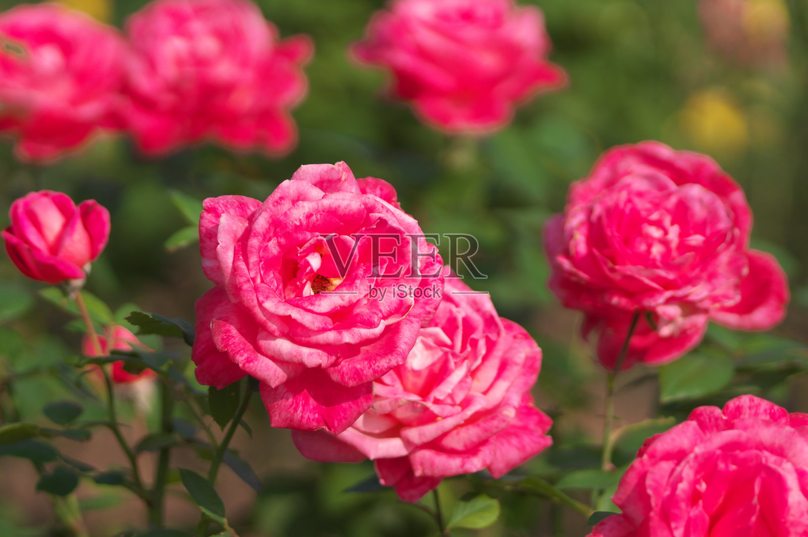 花照片摄影图片