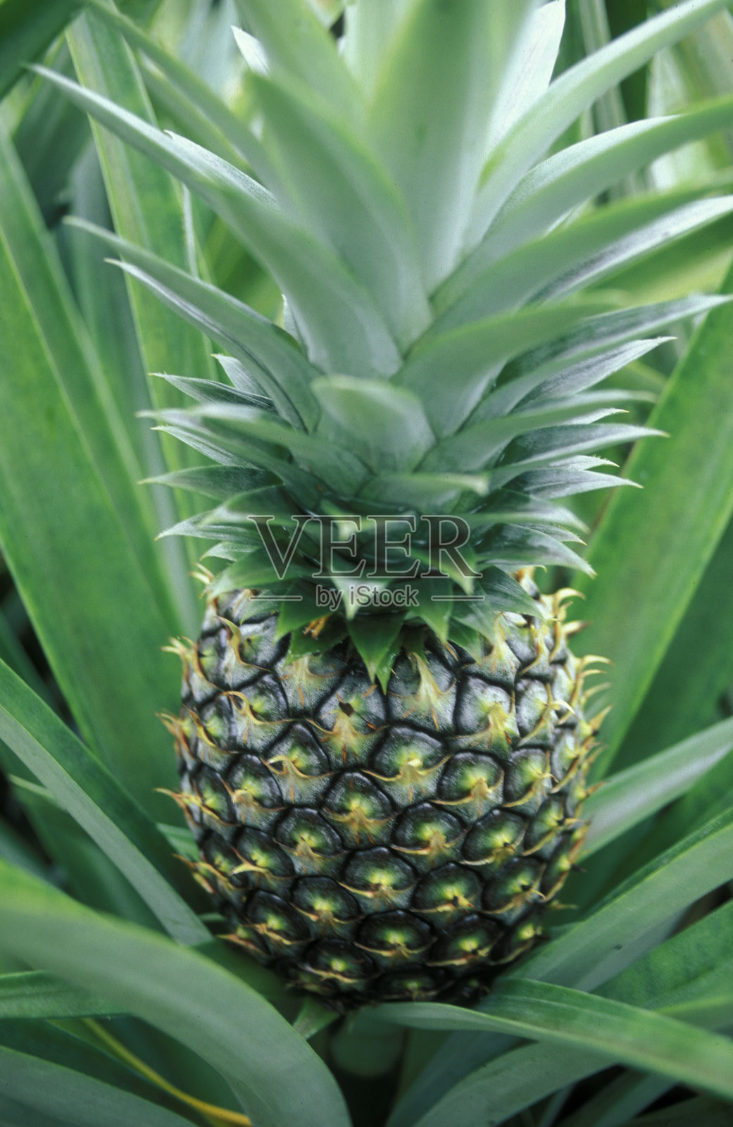 塞舌尔PINEAPLE水果照片摄影图片