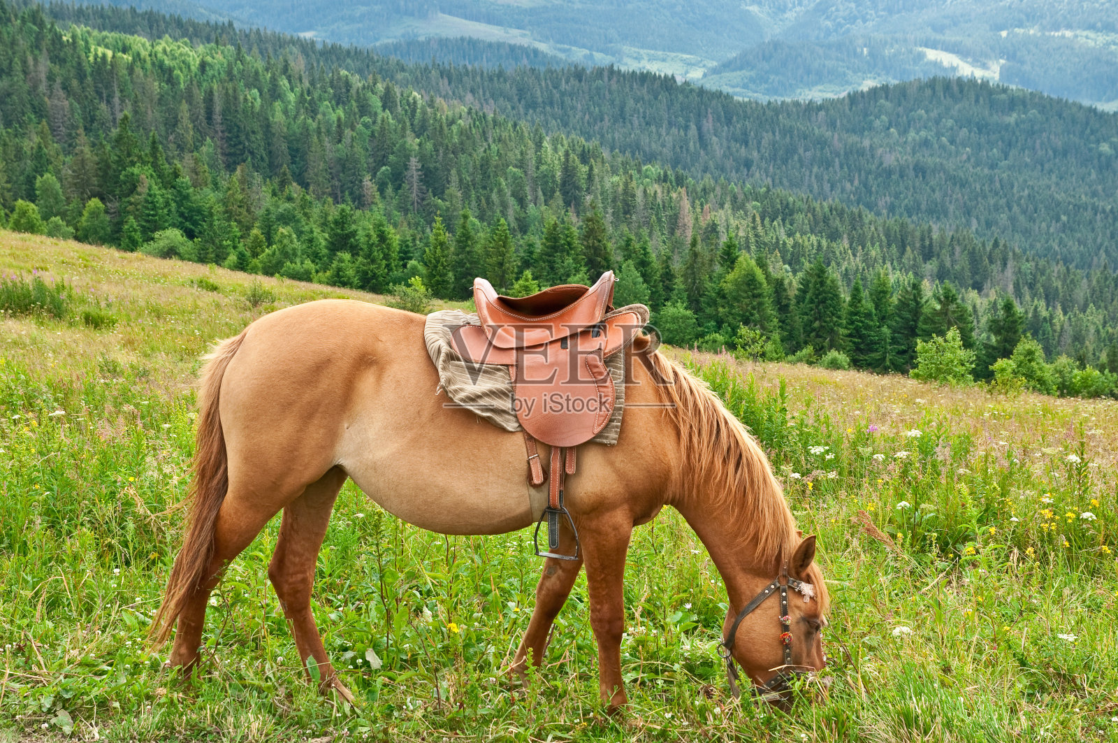 牧场上的马照片摄影图片