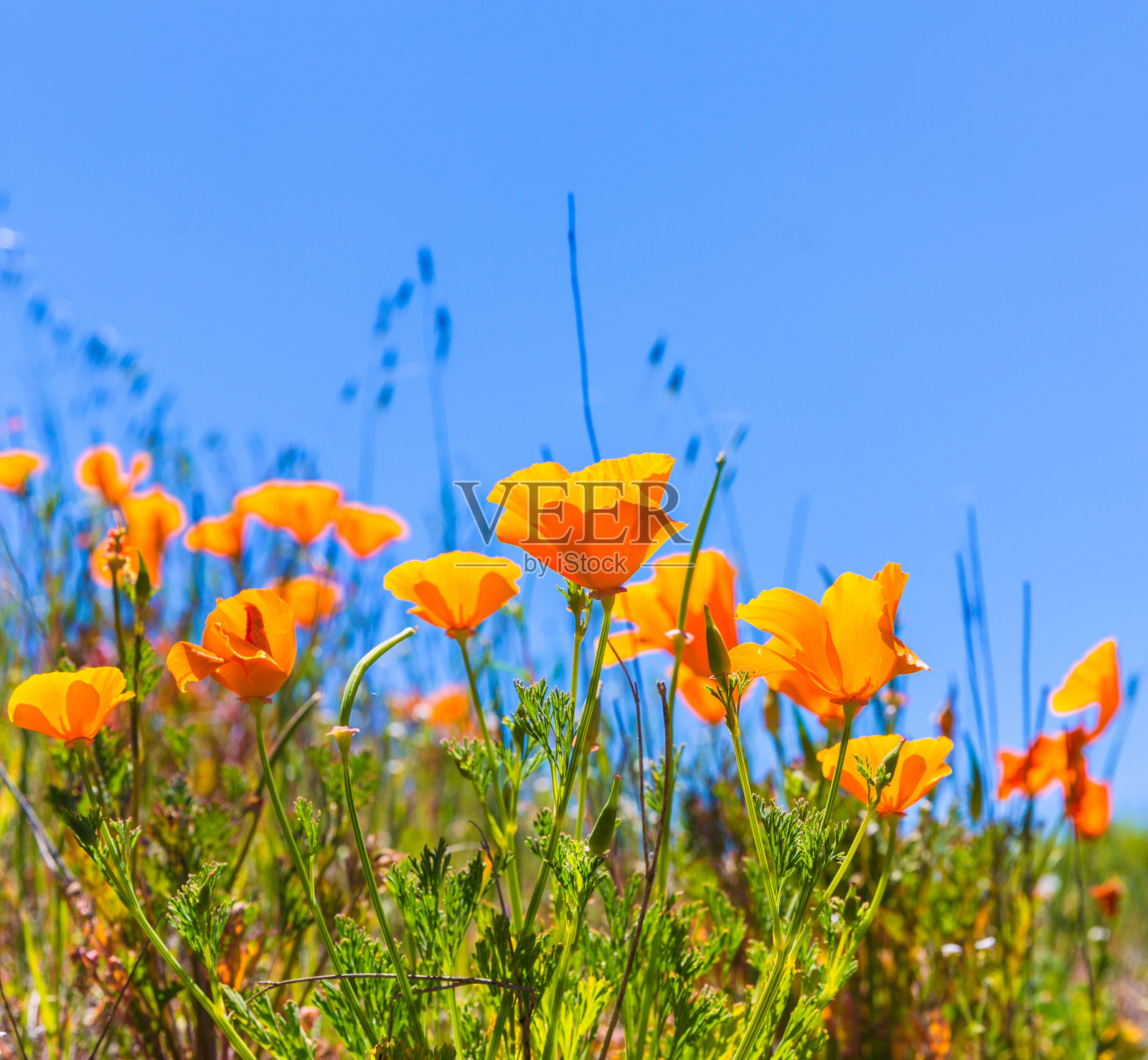 在加利福尼亚春天的田野里,橙色的罂粟花照片摄影图片