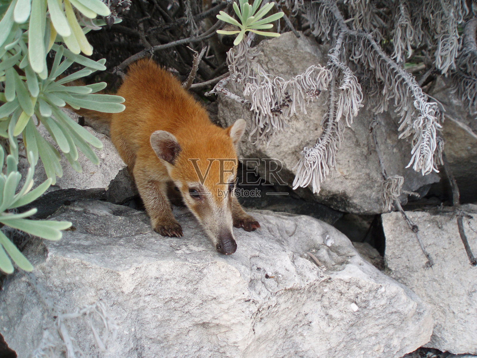 婴儿长鼻浣熊照片摄影图片